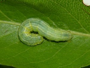 Phalène brumeuse Operophtera brumata.JPG