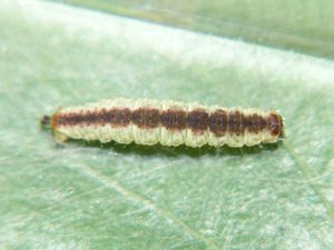 Eupithécie rectangulaire Chloroclystis ou Pasiphila rectangulata.JPG