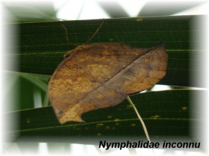 Nymphalidae inconnu.JPG