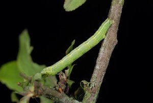 Alsophila aescularia chenille 02052012 (2).jpg