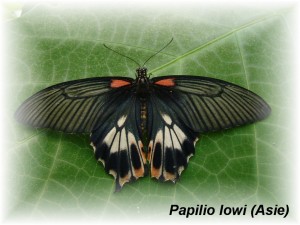 Papilio lowi (Asie).JPG