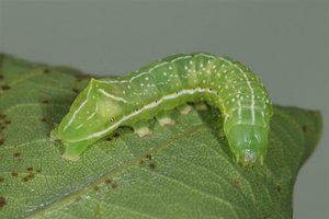 Amphipyra sp chenille L4 04052012.jpg