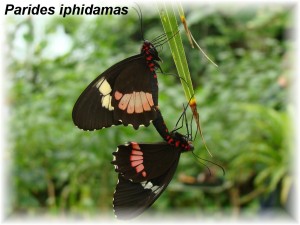 Parides iphidamas.JPG