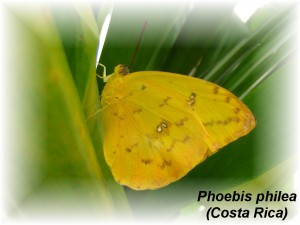 Phoebis philea (Costa Rica).JPG