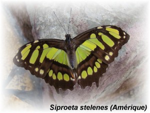 Siproeta stelenes (Amérique).JPG