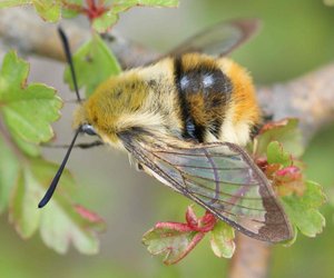 3246 Hemaris tityus Shpinx bourdon 2012.04.29 (9p).jpg