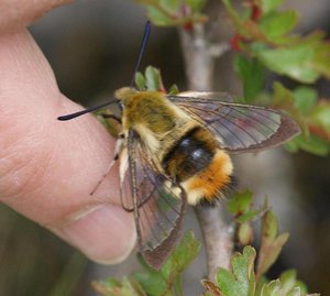 3246 Hemaris tityus Shpinx bourdon sur doigt Raymond 2012.04.29 (p).jpg