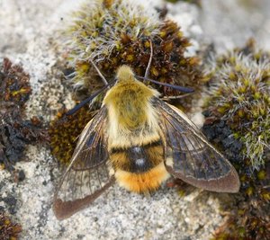 3246 Hemaris tityus Shpinx bourdon 2012.04.29 (27p).jpg