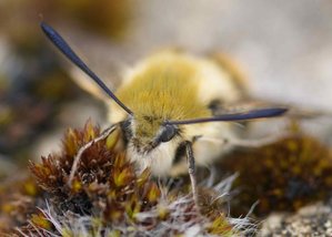 3246 Hemaris tityus Shpinx bourdon 2012.04.29 (23tête).jpg