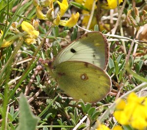 Colias 2012.05.07 Genis Rochefort-Samson 26 (p).jpg