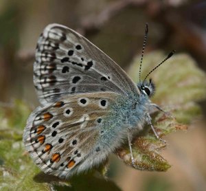 Polyommatus bellargus m... 2012.05.07 Genis Rochefort-Samson 26 (4p).jpg