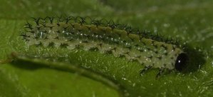 tenthrède Periclista sp 2012.05.05 (7p).jpg