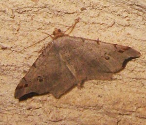 Macaria alternata 01052009.jpg