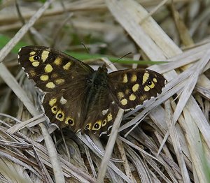 Pararge aegeria tircis-(TIRCIS- femelle)_ROT8940.JPG