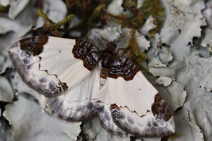 Mesoleuca albicillata 12 05 2012.JPG