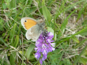 27 - claudine despland - St Julien (74) 30-4-2012.JPG