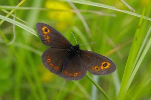 Erebia ligea (Le Moiré blanc-fascié_ROT9847.JPG