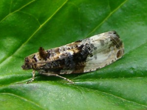 Tortrix Hedya pruniana.JPG