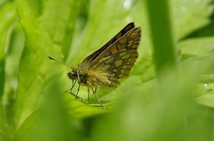 Carterocephalus palaemon(Hespérie Echiquier).JPG