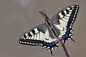 Papilio machaon (4.JPG