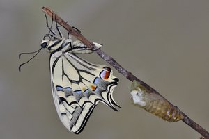 Papilio machaon (3.JPG