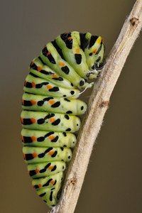 Papilio machaon (1.JPG