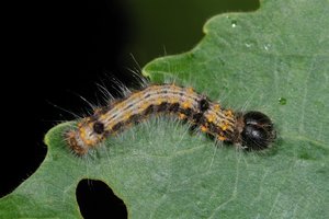 Clostera curtula chenille 25052012 (5).jpg