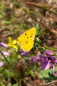 colias crocea forum N°2.JPG