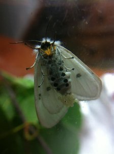 Spilosoma lubricipeda, Abreuvoir, 20-05-12 002 (Large).jpg