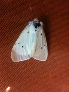 Spilosoma lubricipeda, Abreuvoir, 20-05-12 (Large).jpg