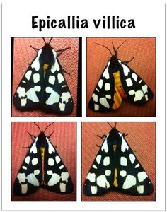 Epicallia villica, mai 2012.jpg