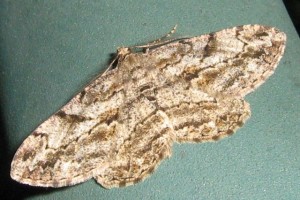 Cleorodes lichenaria vraag Aarts Tineke 26042008.jpg