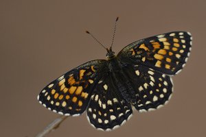 Melitaea diamina (4.JPG