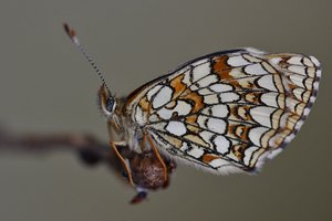 Melitaea diamina (3.JPG