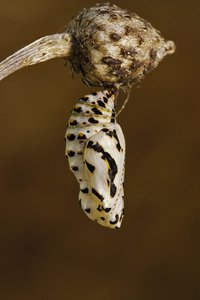 Melitaea diamina (2.JPG