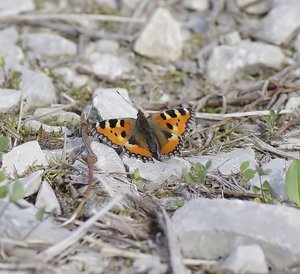 Aglais urticae(La Petite tortue-La Vanesse de l'Ortie)T1000.JPG