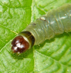 Tortricidae parasité sur ronce Javaugues (5).JPG