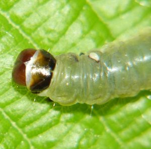 Tortricidae parasité sur ronce Javaugues (4).JPG