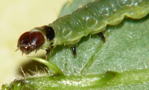 Tortricidae parasité sur ronce Javaugues (3).JPG