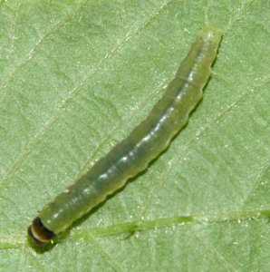 Tortricidae parasité sur ronce Javaugues (2).JPG