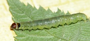 Tortricidae parasité sur ronce Javaugues (1).JPG