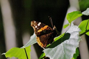 Revers de Vanessa atalanta.JPG