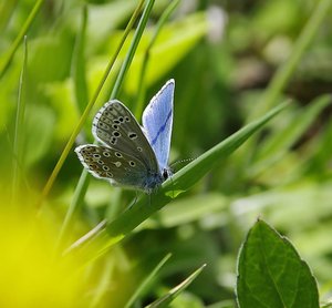 Polyommatus icarus(L'azuré de la bugrane-l'argus bleu).JPG