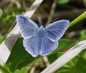 Polyommatus icarus(L'argus bleu-L'azuré de la Bugrane).JPG