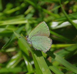 Callophrys rubi(Técla de la ronce-l'argus vert).JPG