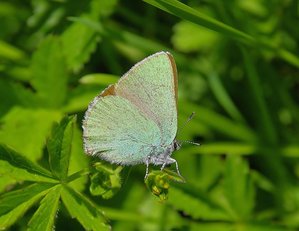 Callophrys rubi (Le Tacla de la ronce-l'argus vert).JPG