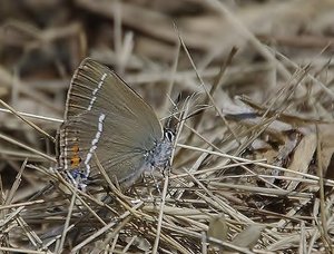 Satyrium spini-femelle(La Thécla des Nerpruns)_R0T1227 - Copie - Copie.JPG