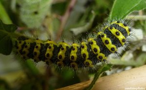 chenille de petit paon de nuit (27 jours) 5 juin 2012  .jpg