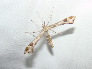 Platyptilia gonodactyla.JPG