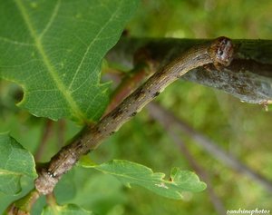 Chenille sur chêne 22 mai 2012.jpg